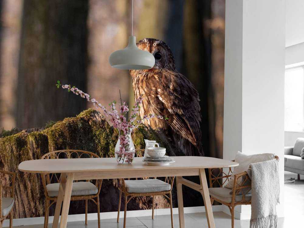 Uiltje op een afgebroken boom