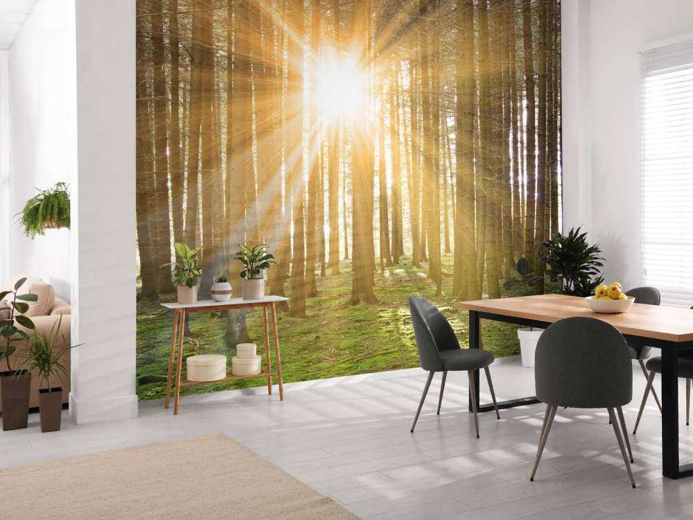 Dennenbos met zonnestralen