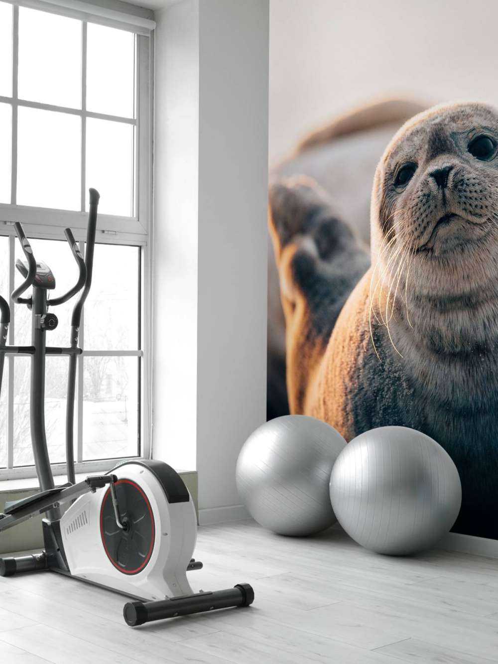 Zeehond op strand in avondlicht