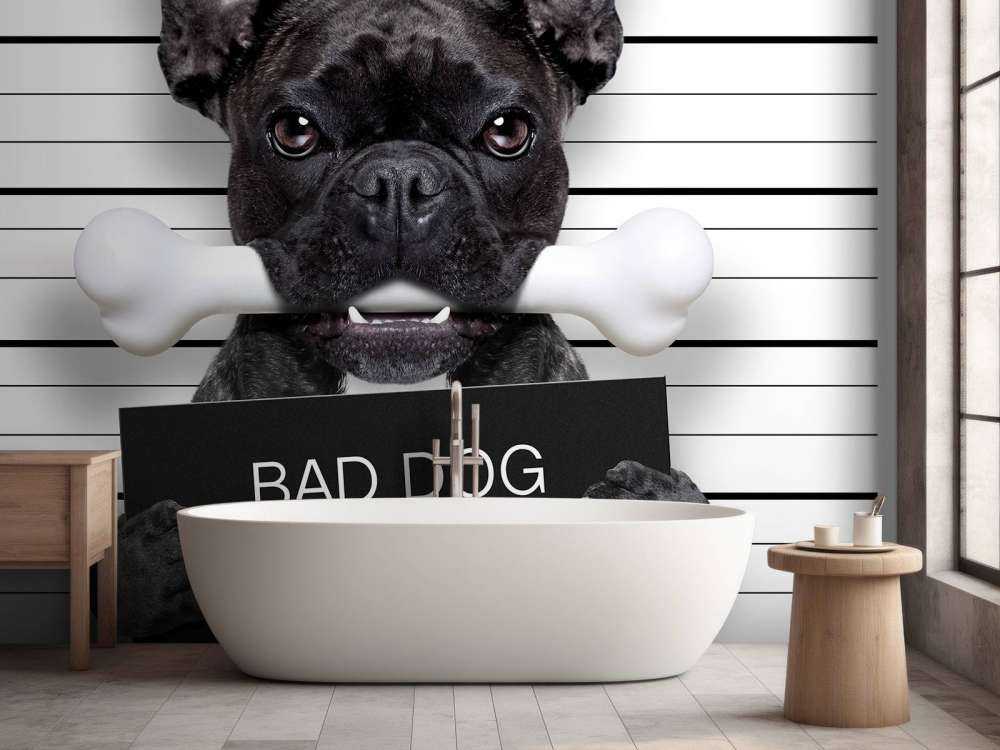 Franse Bulldog in de gevangenis