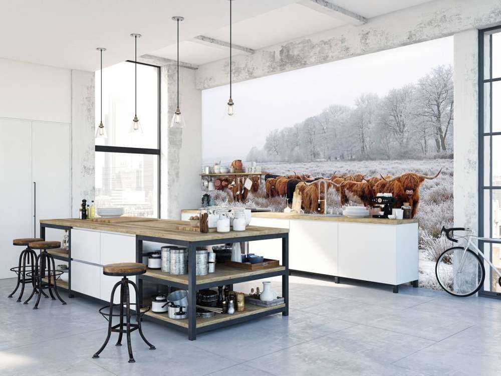 Schotse Hooglanders in een winterlandschap