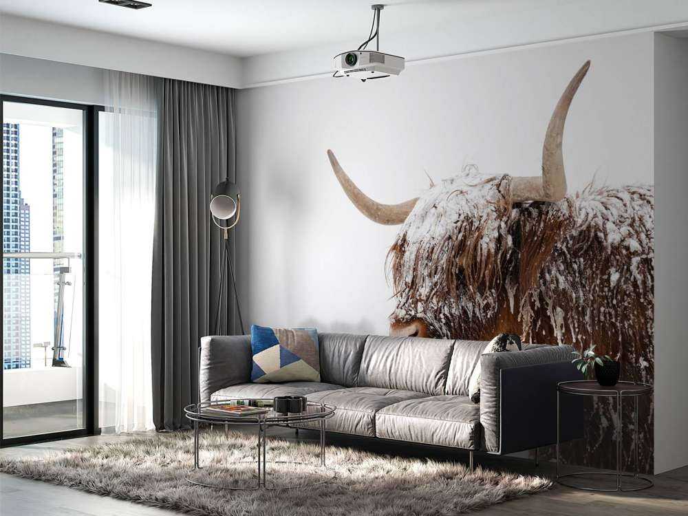 Schotse Hooglander in de sneeuw