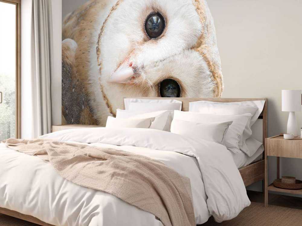 Uil met hoofd schuin