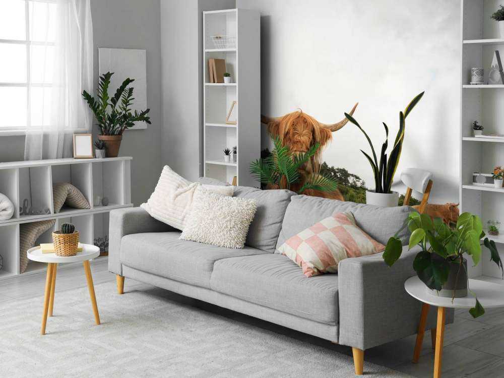 Schotse Hooglanders op het gras