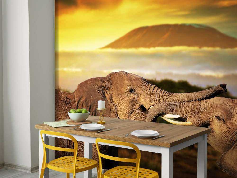 Olifanten spelen bij zonsondergang