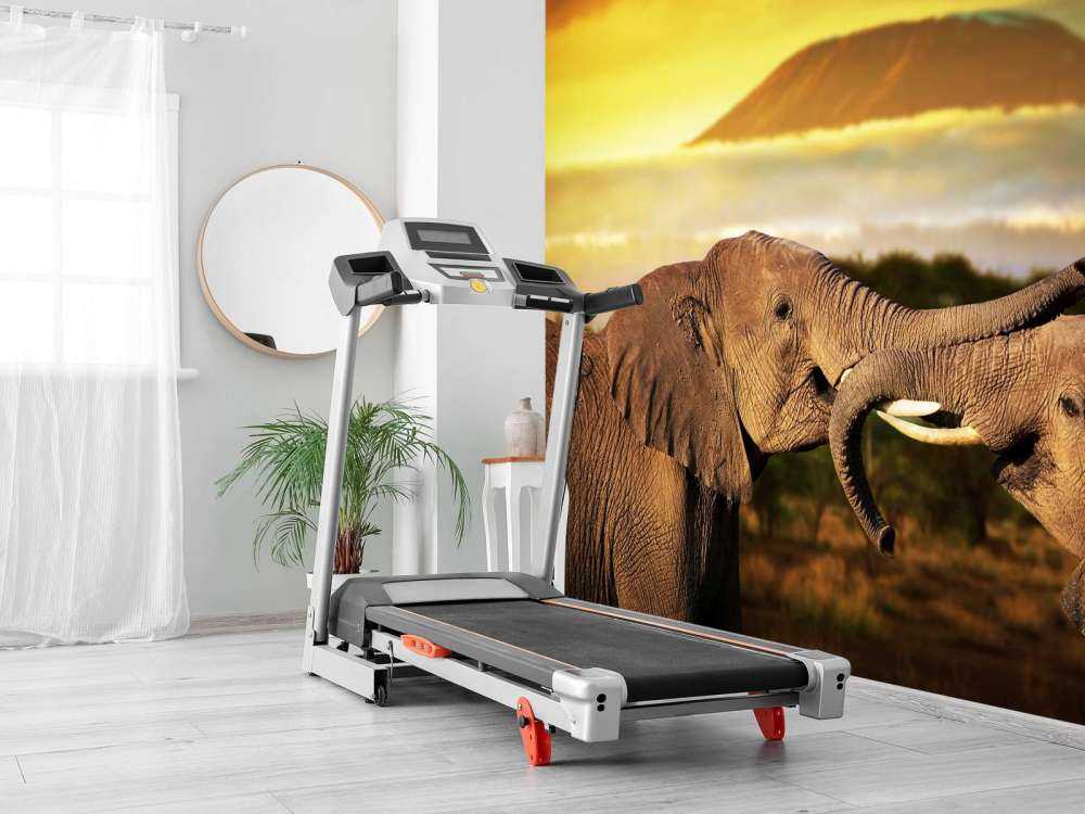 Olifanten spelen bij zonsondergang