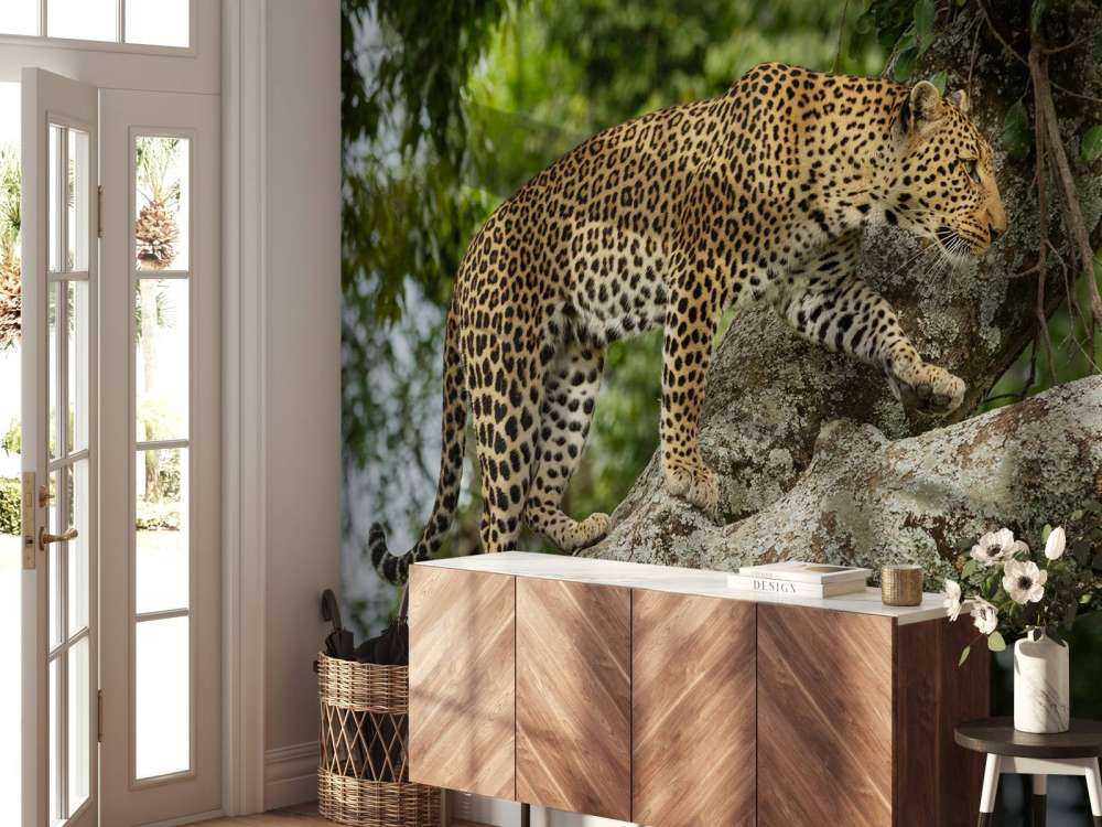 Luipaard klimt in een boom