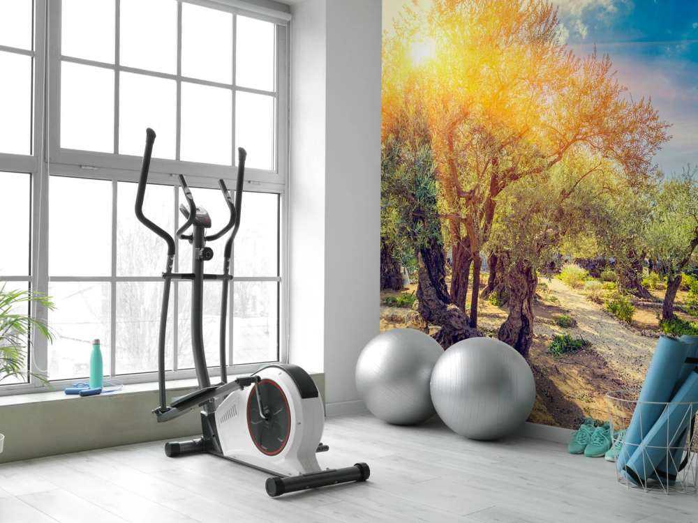 De Gethsemane olijven boomgaard bij zonsopkomst