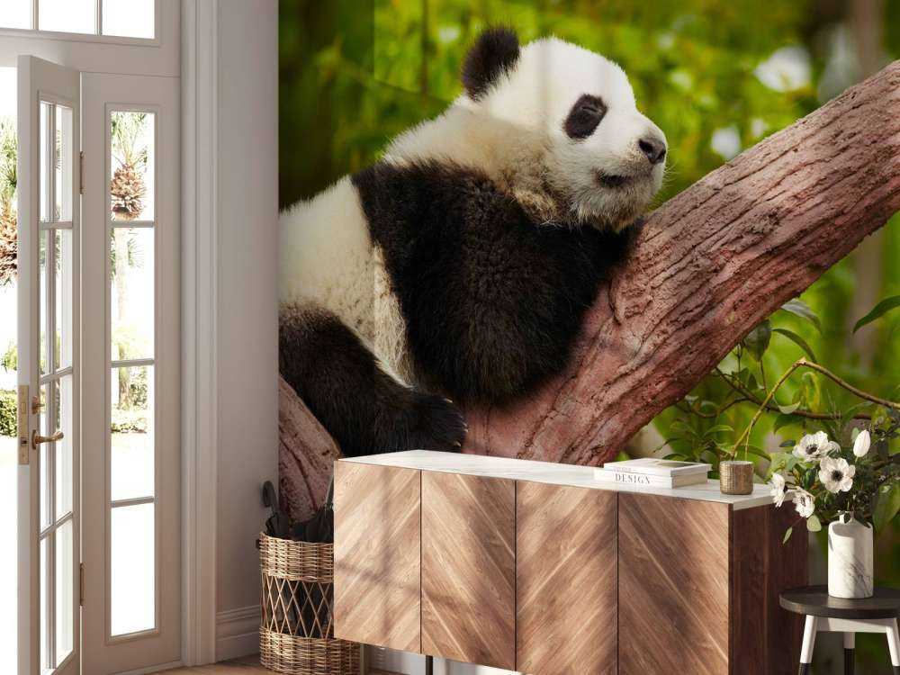 Slapende panda in een boom