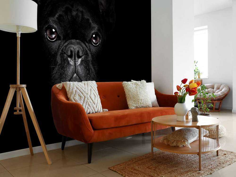 Schattige bulldog met een zwarte achtergrond