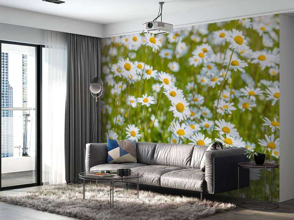 Madeliefjes in een veld