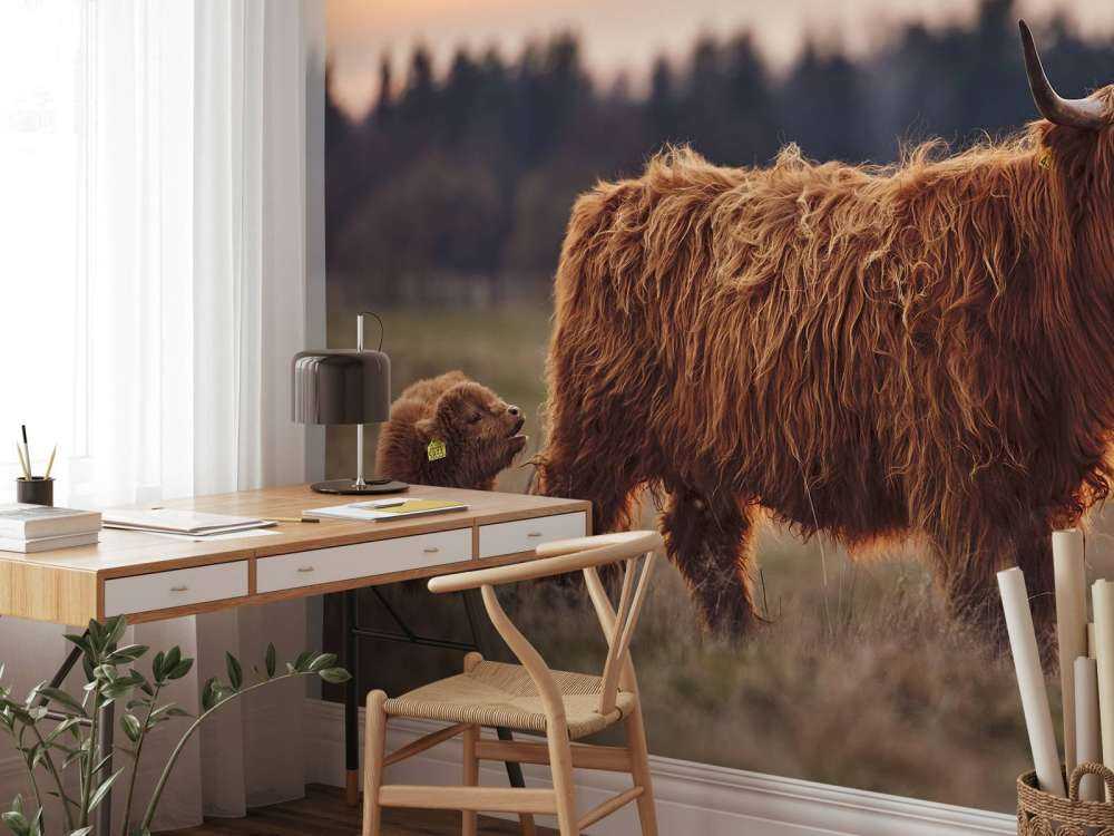 Schotse hooglanders in het weiland