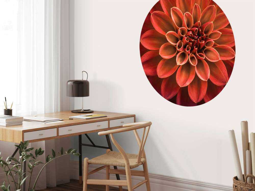Gekleurde dahlia