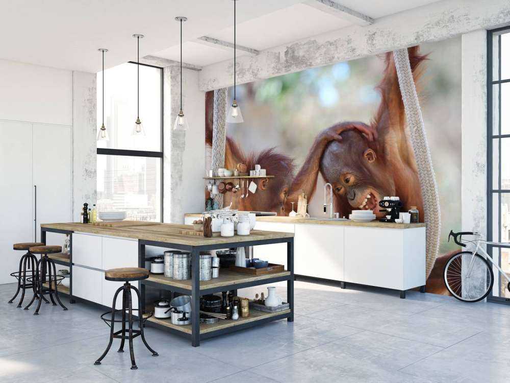 Baby orang oetans