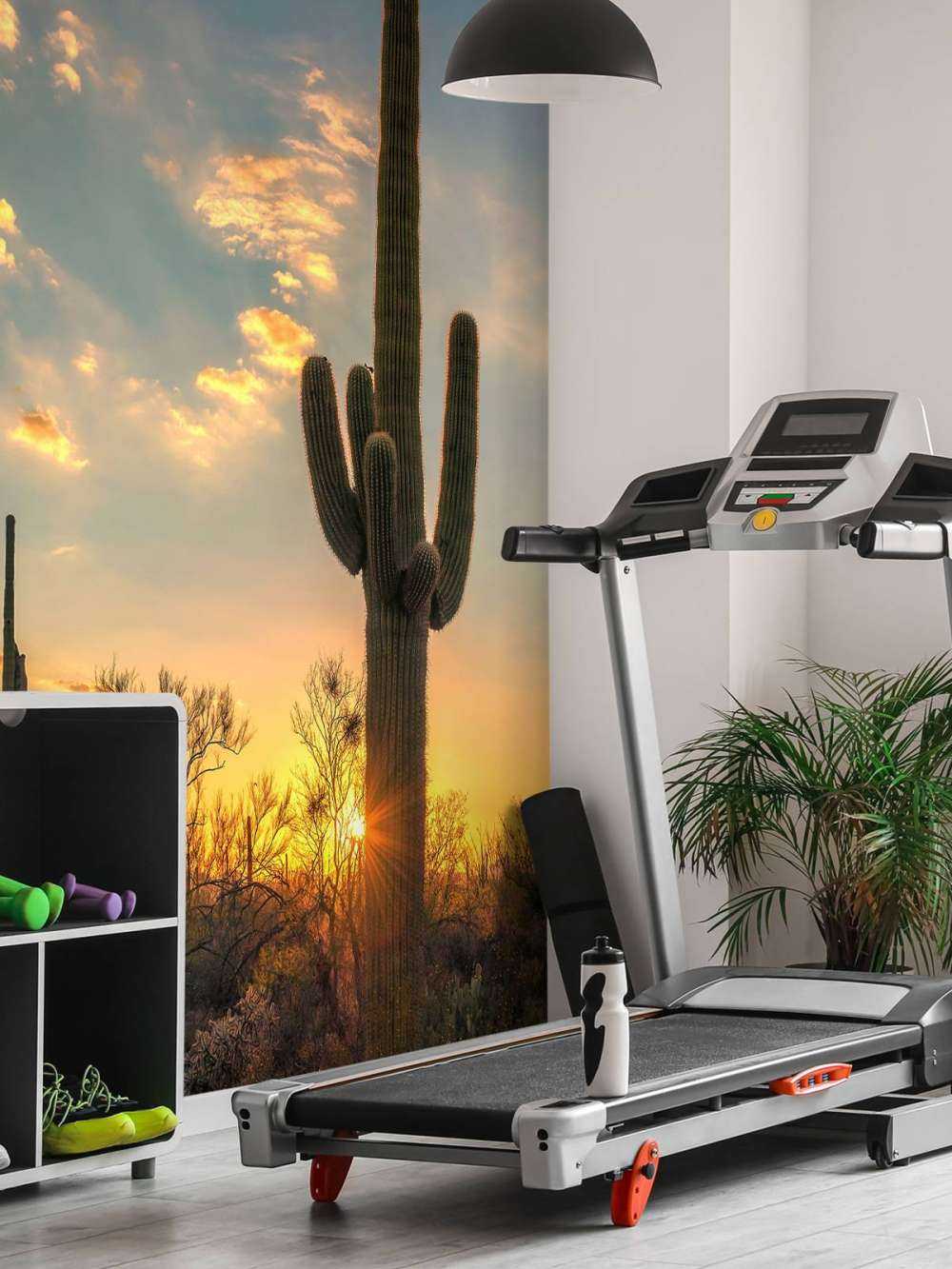 Cactus met zonsondergang