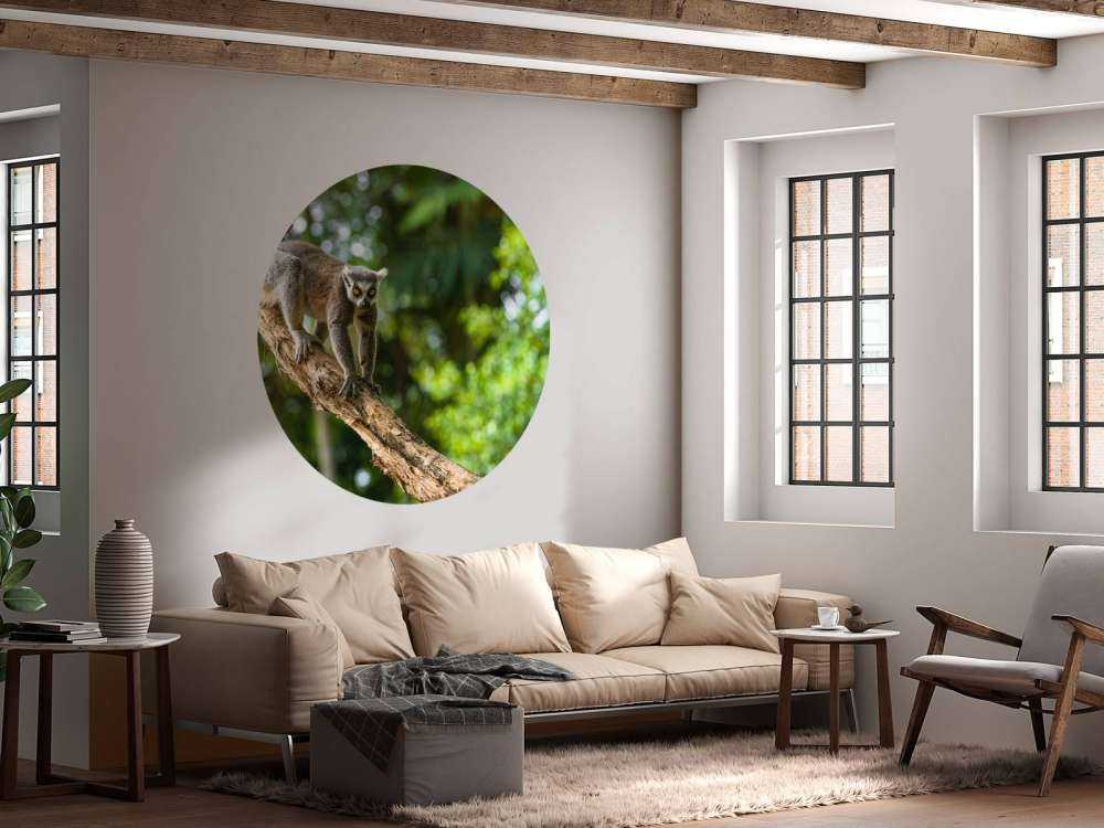 Ringstaart aap in een boom