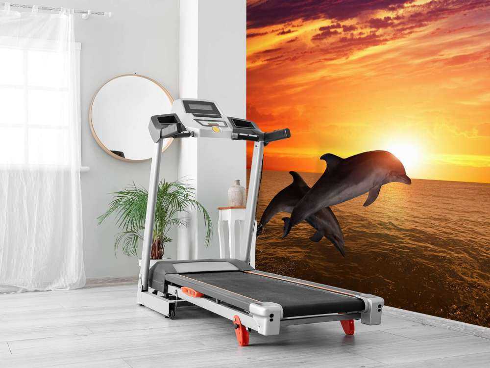 Dolfijnen in avondzon