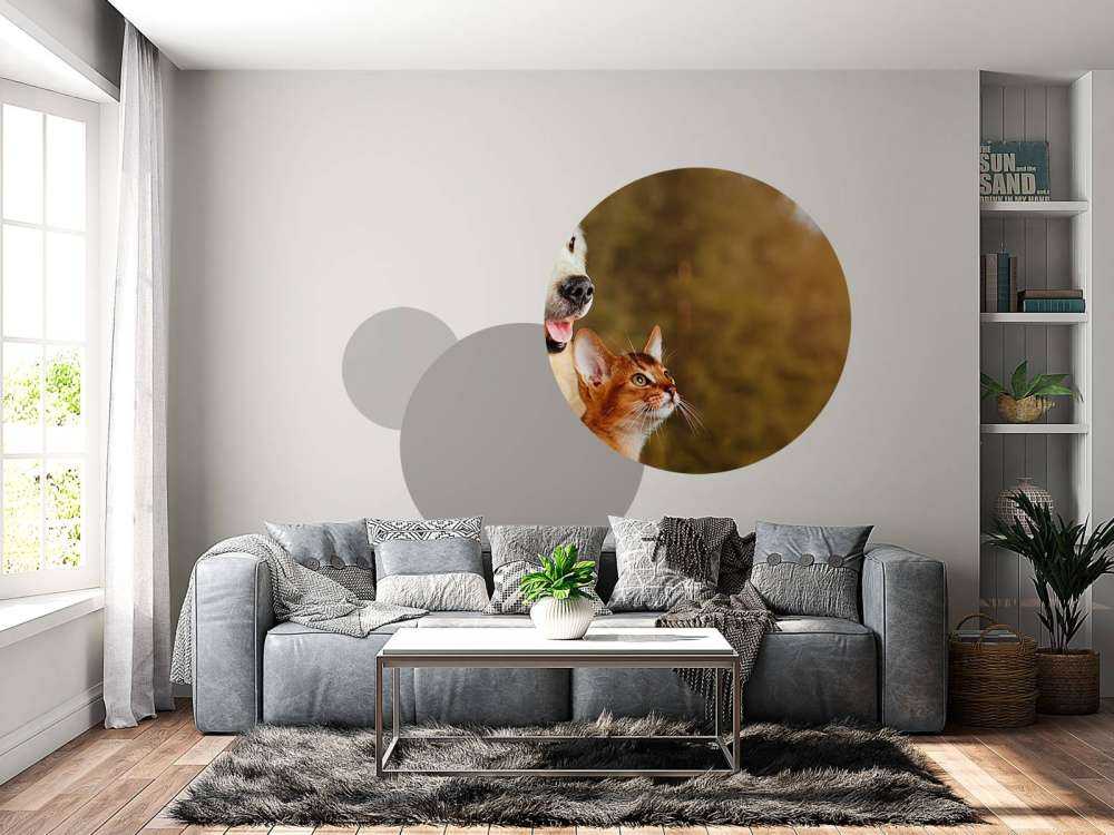 Hond en kat kijken naar boven