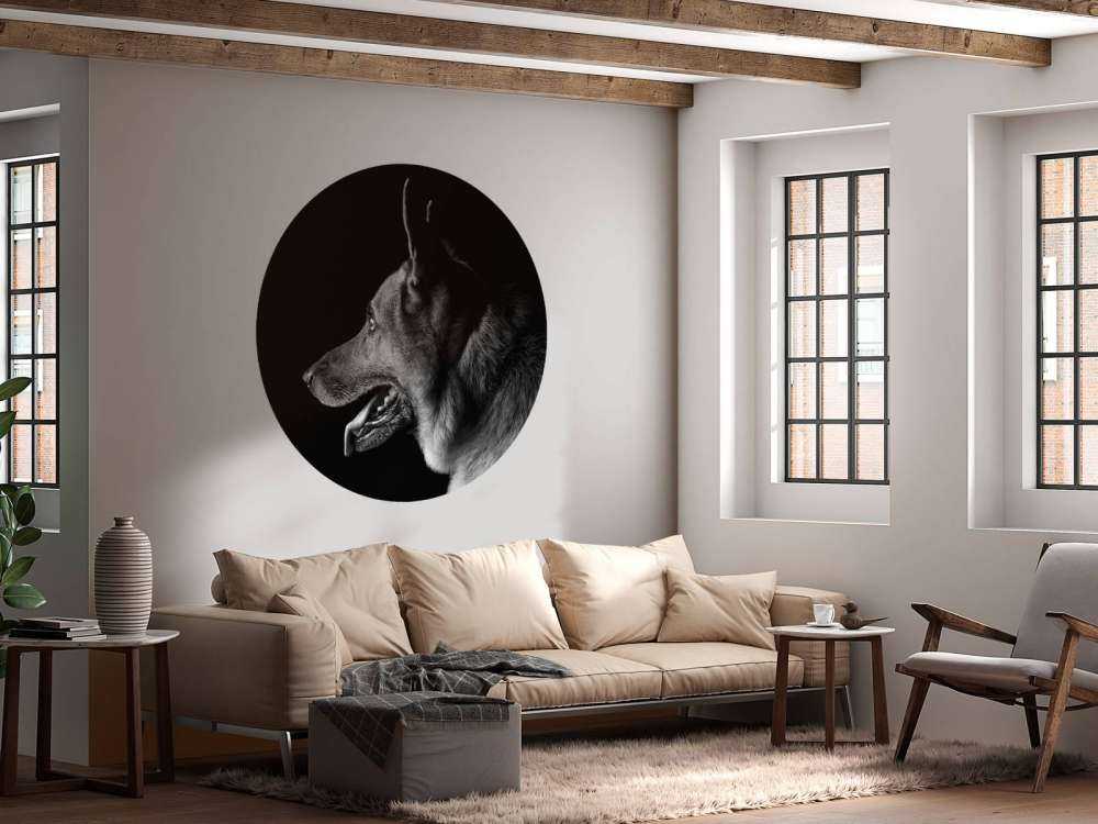 Duitse herdershond met een zwarte achtergrond