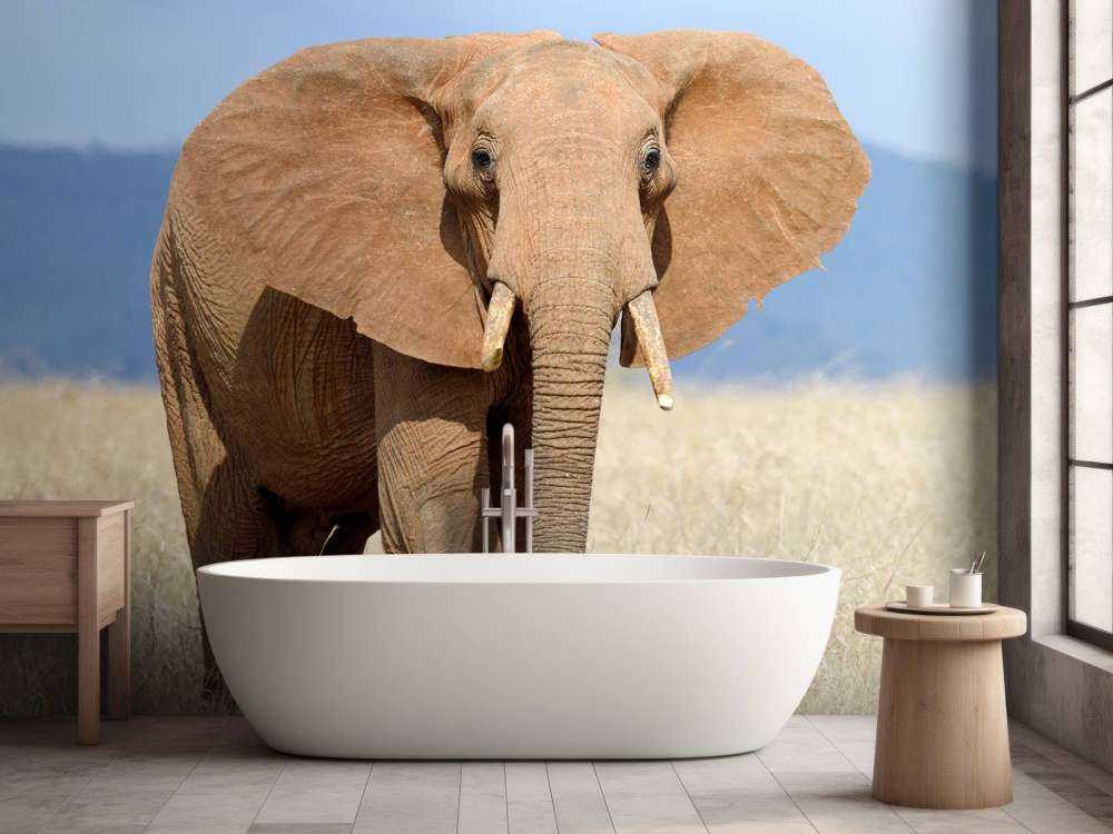 Grote olifant in hoog gras