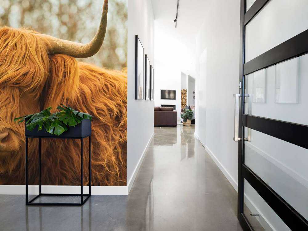 Schotse Hooglander bij zonsopkomst