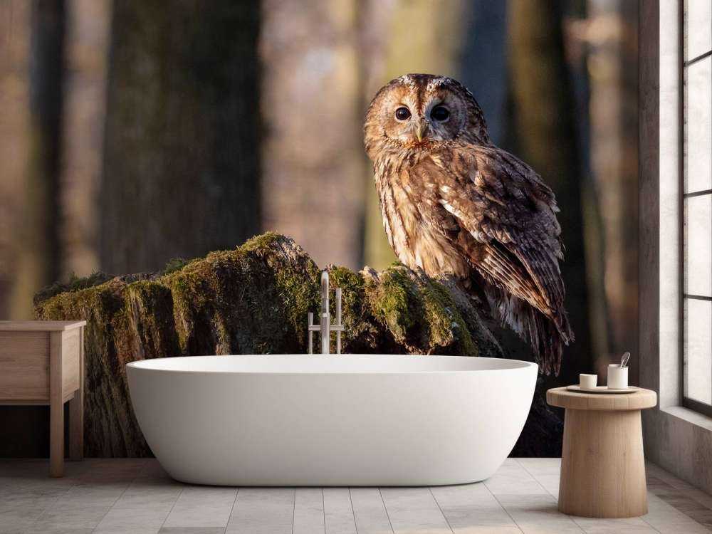 Uiltje op een afgebroken boom