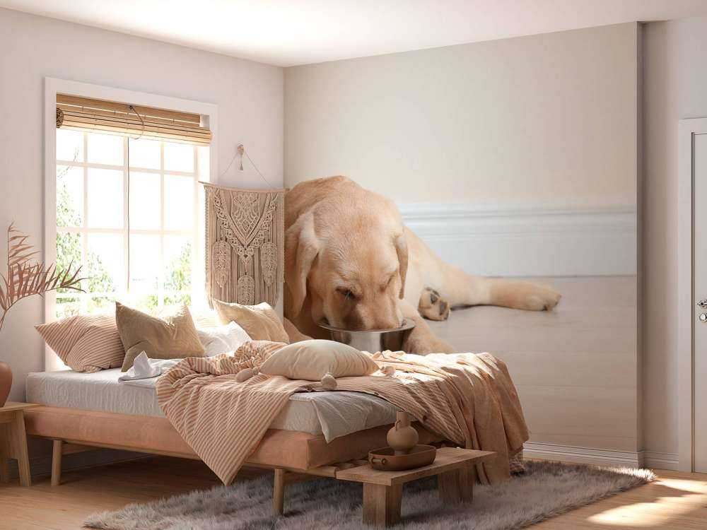 Schattige labrador is aan het eten