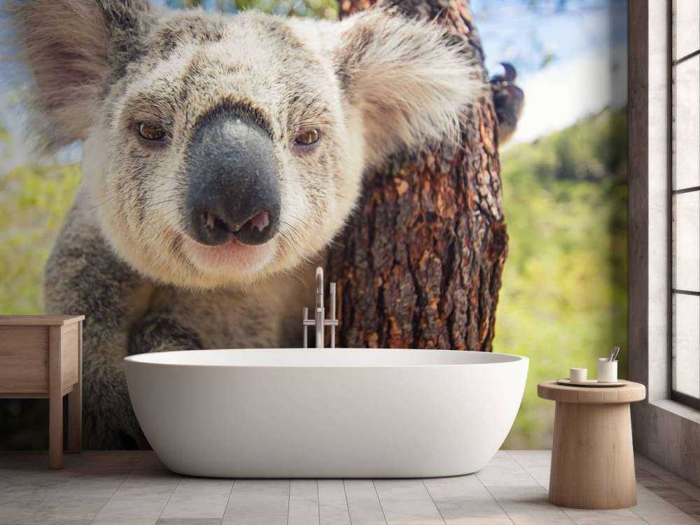 Schattige koala