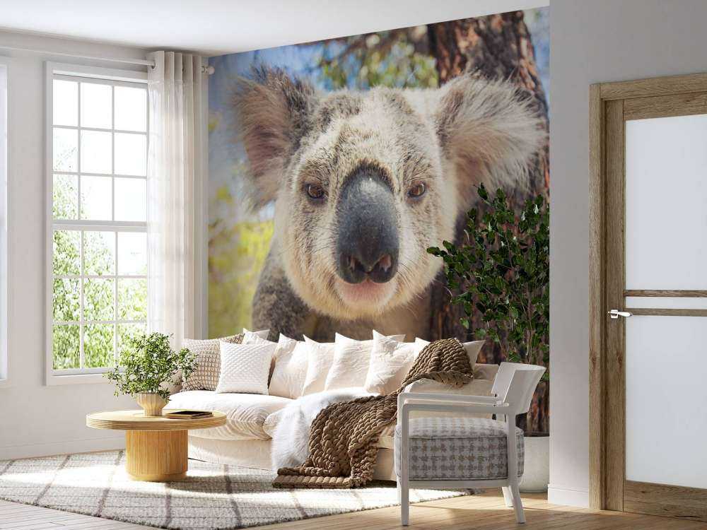 Schattige koala