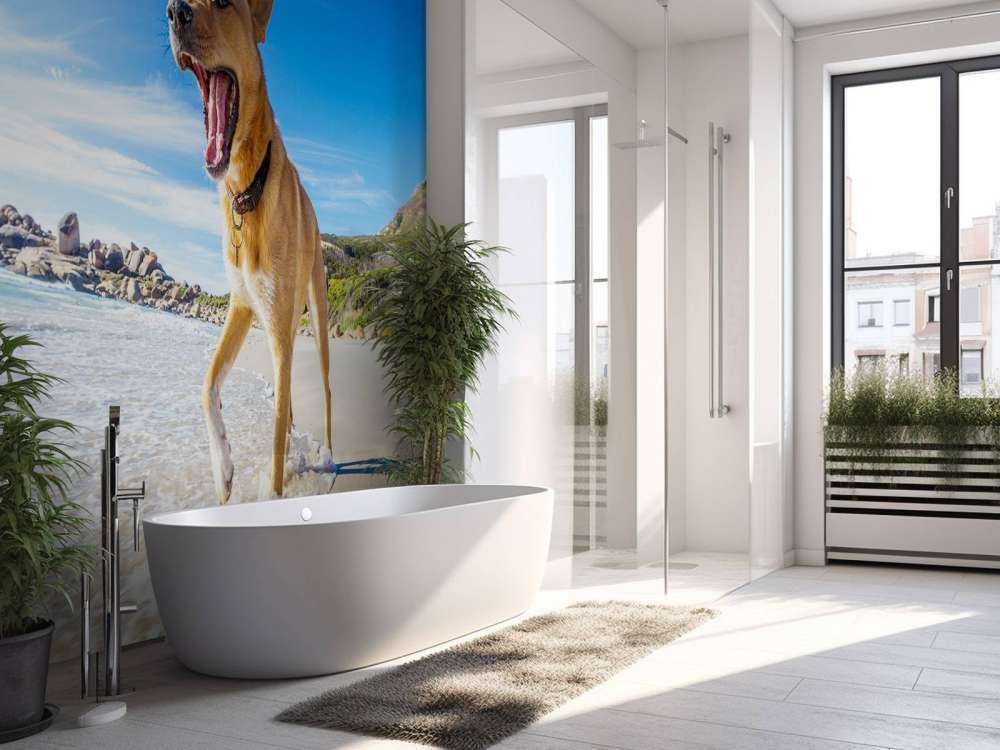 Hond in de zomer op het strand