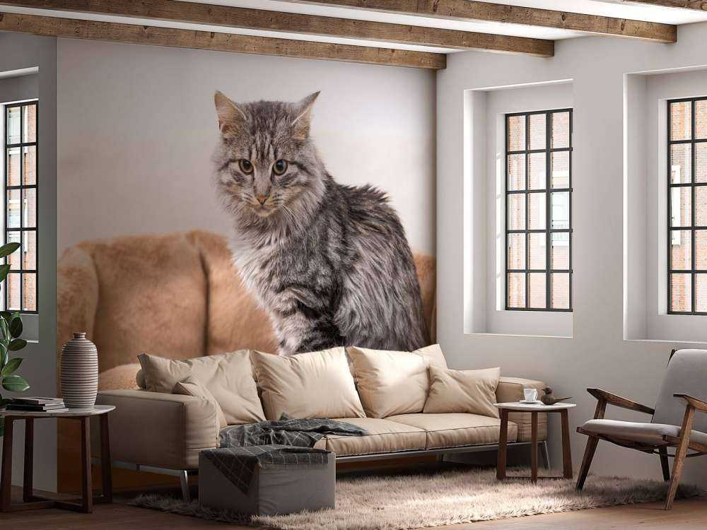 Grijze kat zit in een mand