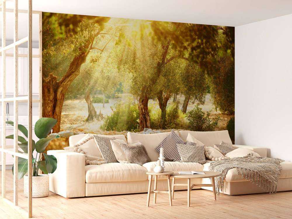 Mediterrane Olijven Boomgaard