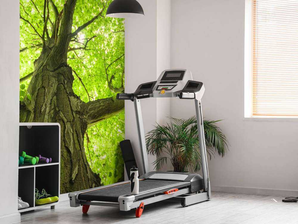 Oude Groene Boom tijdens Zonnige Dag