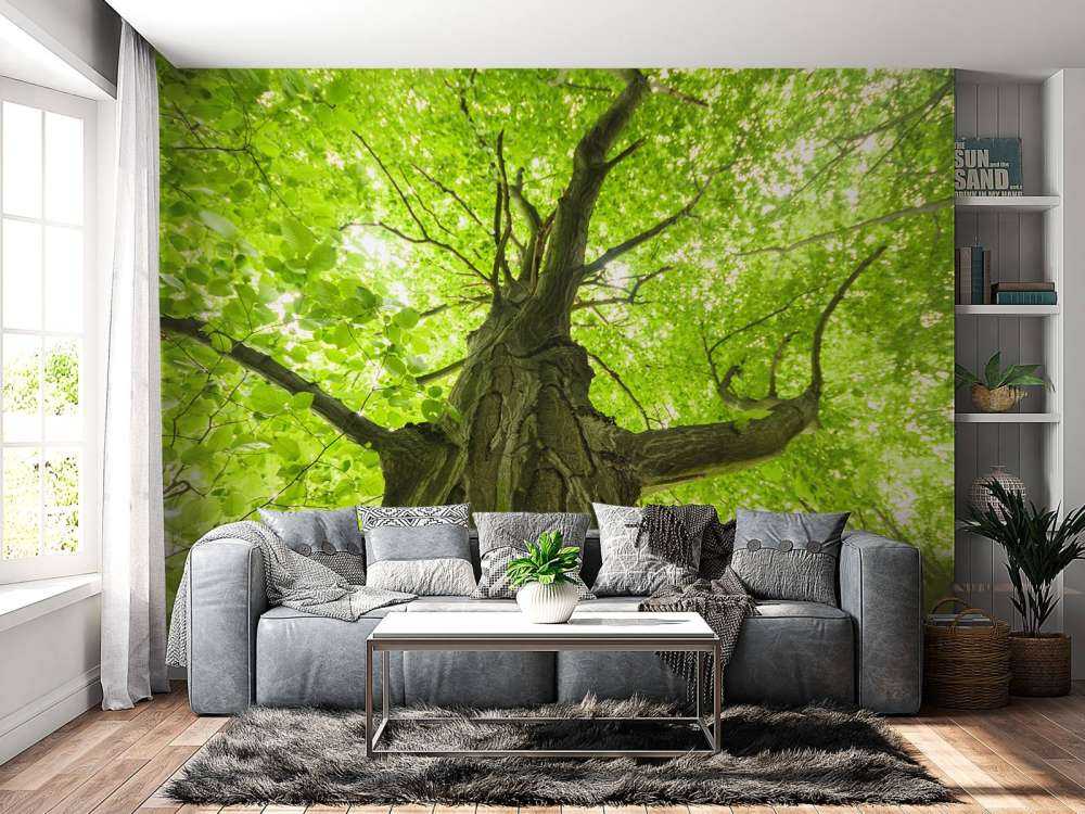 Oude Groene Boom tijdens Zonnige Dag