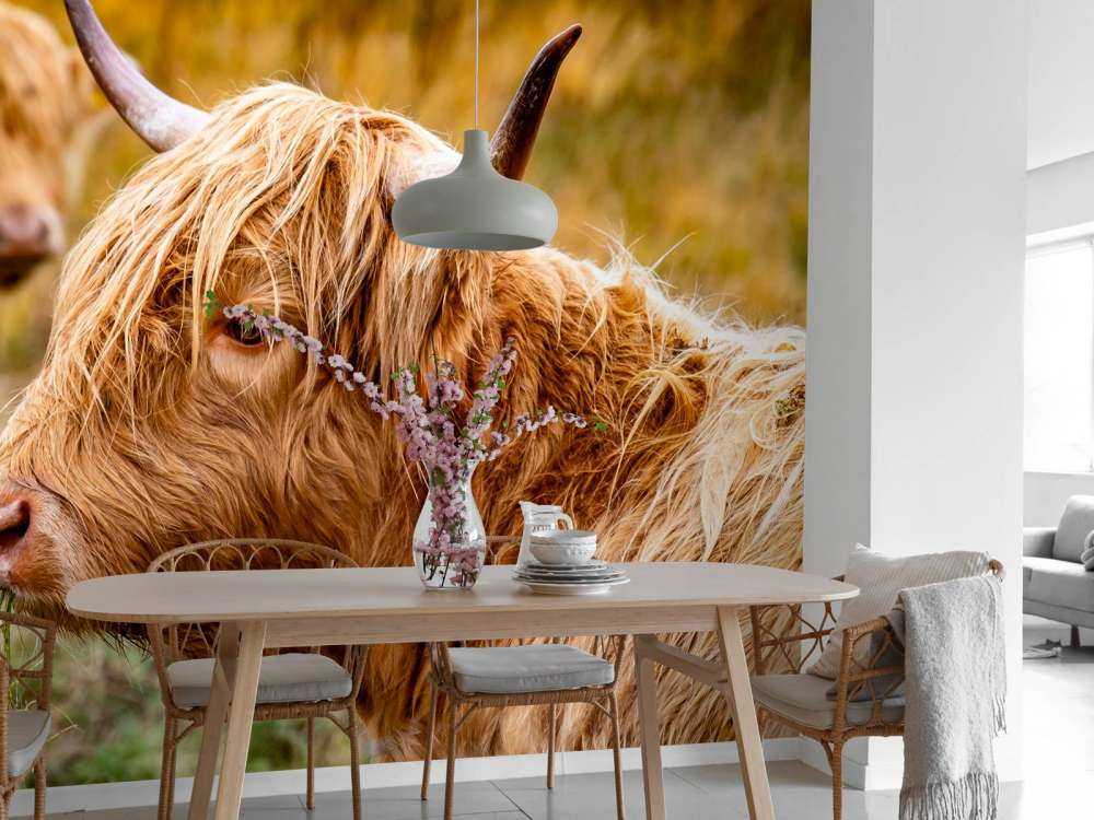 Hooglanders in de Weide