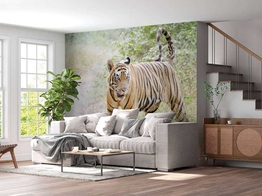 Bengaalse Tijger lopend in woud