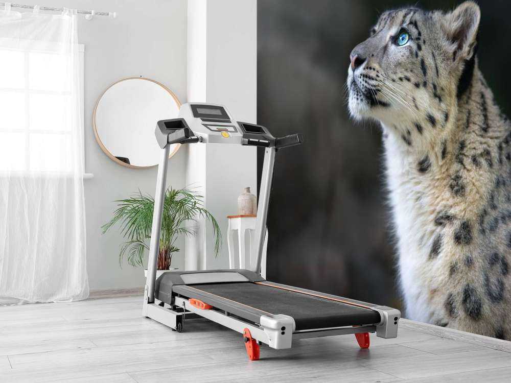 Sneeuwpanter met blauwe ogen