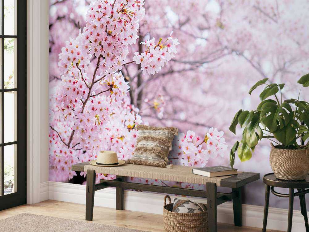 Lichte Bloesem in Korea