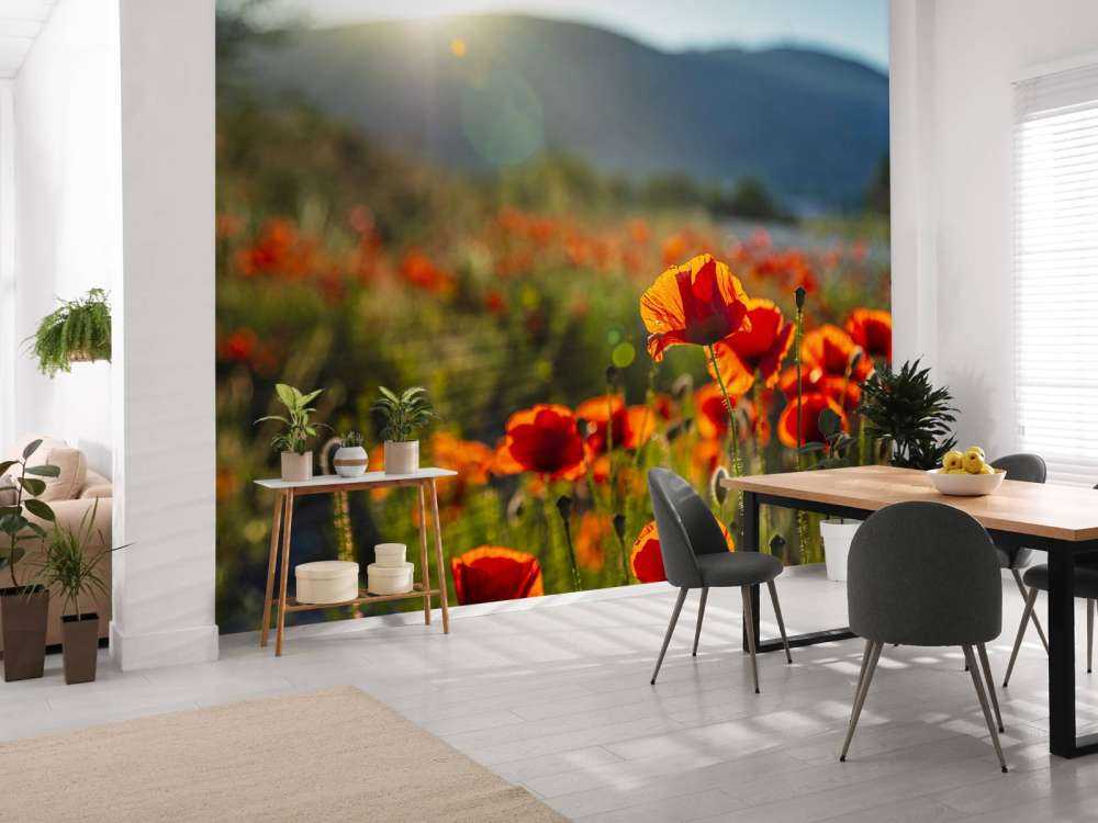 Klaprozen met zonnestralen