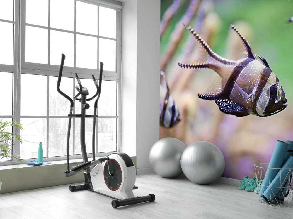 Banggai kardinaalvissen