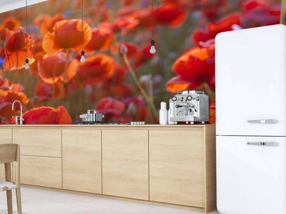 Klaprozen en korenbloemen