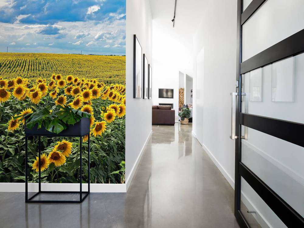 Weiland vol zonnebloemen