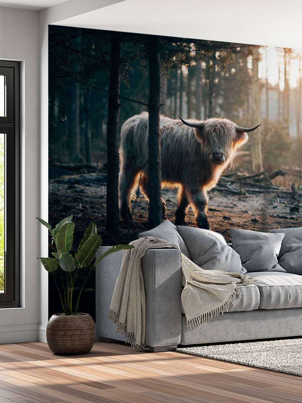 Witte Schotse hooglander