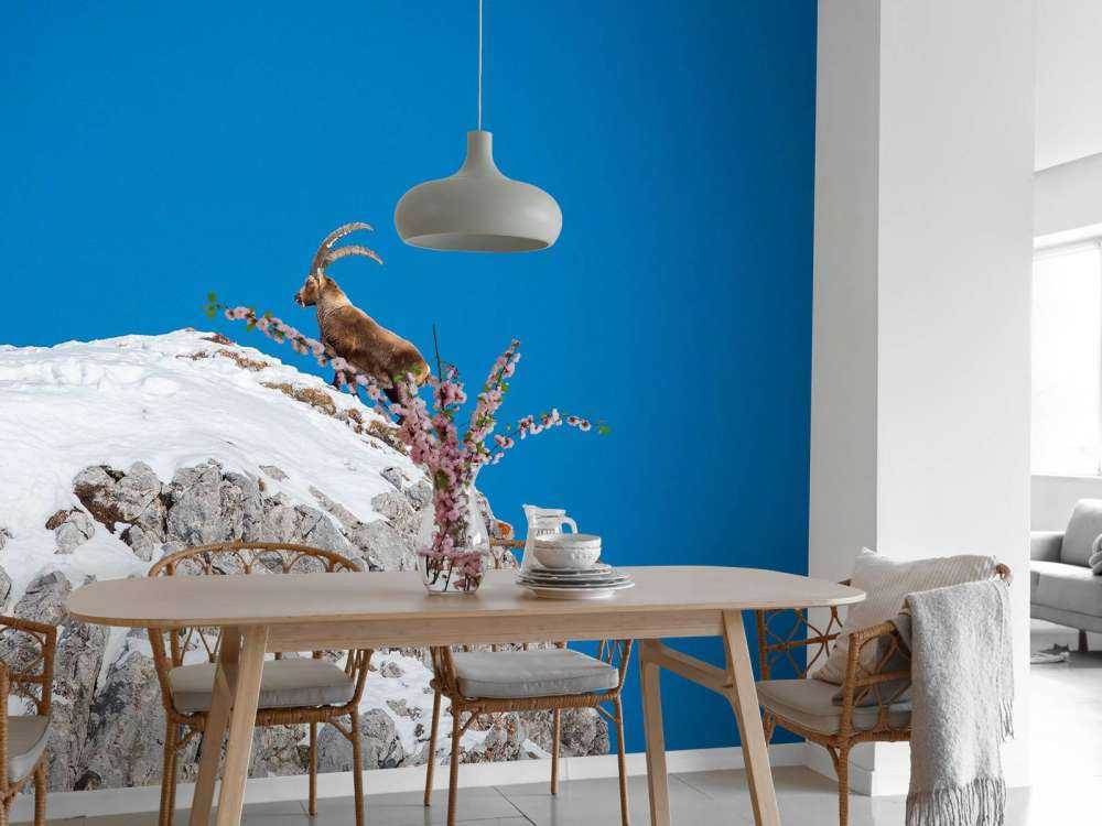 Steenbok op besneeuwde rotspiek