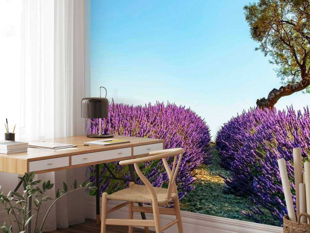 Lavendelpad onder blauwe hemel