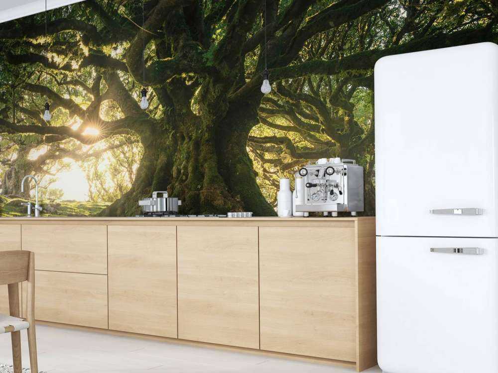 Betoverd Woud in Zonlicht