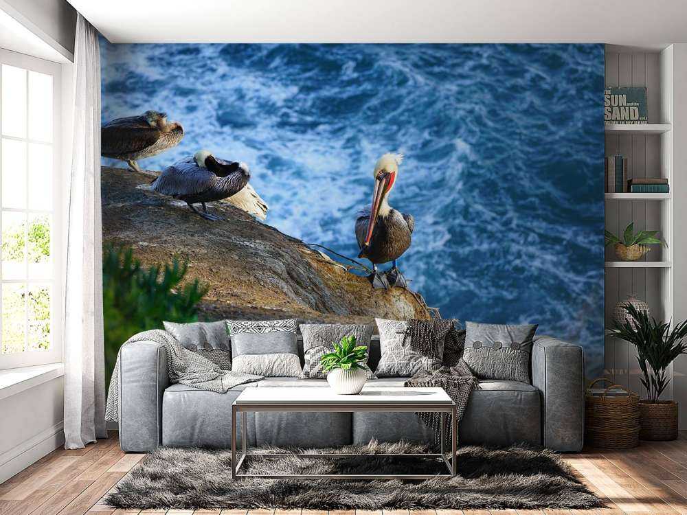 Californische pelikanen