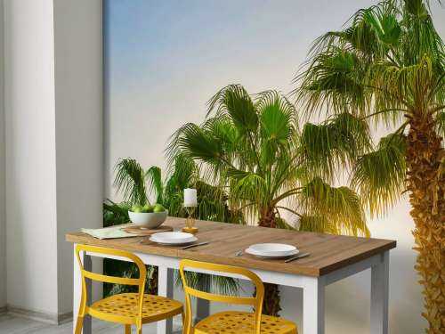 Palmbomen met zon