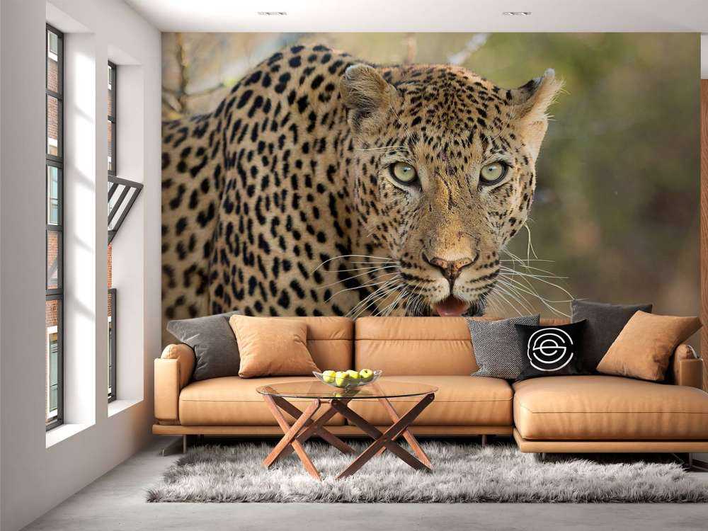 Portret Luipaard in Zuid-Afrika