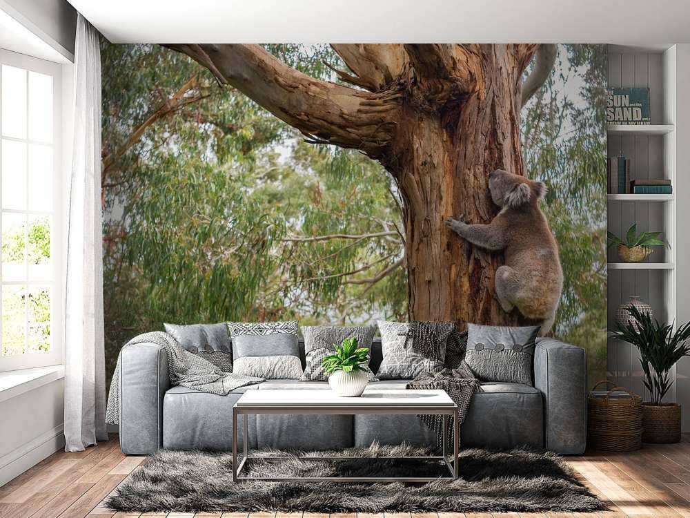 Koala klimt in een boom